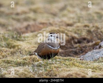 Eurasian dotterel Charadrius morinellus adult Weibchen auf grasbewachsenem Moorland, Cairngorm, Cairngorms National Park, Highland Region, Schottland, Großbritannien, Mai 2019 Stockfoto