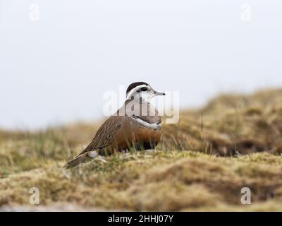 Eurasian dotterel Charadrius morinellus adult Weibchen auf grasbewachsenem Moorland, Cairngorm, Cairngorms National Park, Highland Region, Schottland, Großbritannien, Mai 2019 Stockfoto