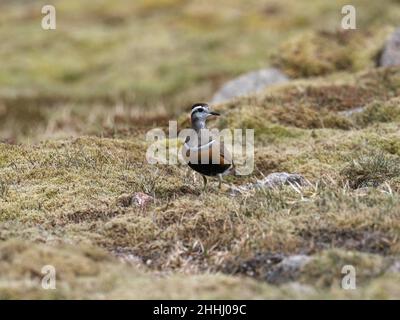 Eurasian dotterel Charadrius morinellus adult Weibchen auf grasbewachsenem Moorland, Cairngorm, Cairngorms National Park, Highland Region, Schottland, Großbritannien, Mai 2019 Stockfoto