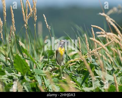 Dickcissel Spiza americana Männchen, das unter Gräsern thront, Loess Bluffs National Wildlife Refuge, North Western Missouri, USA, Juli 2019 Stockfoto