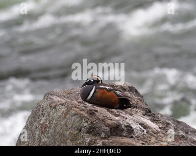 Harlequin-Ente Histrionicus histrionicus männlich schlafend auf einem Felsen, LeHardy Rapids, Yellowstone River, Yellowstone National Park, Wyoming, USA Juni 2019 Stockfoto