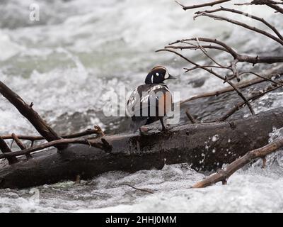 Harlequin-Ente Histrionicus histrionicus männlich stehend auf einem umgestürzten Baum, LeHardy Rapids, Yellowstone River, Yellowstone National Park, Wyoming, USA, Stockfoto