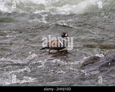 Harlequin-Ente Histrionicus histrionicus männlich auf einem Felsen in den LeHardy Rapids, Yellowstone River, Yellowstone National Park, Wyoming, USA, Juni 2019 Stockfoto