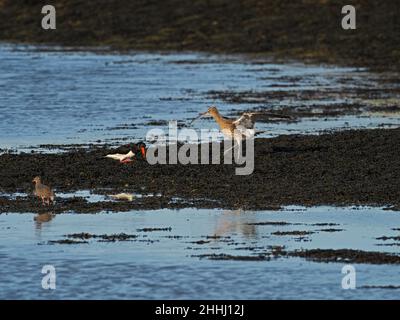 Eurasischer Curlew Numenius arquata und Eurasischer Austernfischer Haematopus ostralegus kämpfen mit einem Rotschenkel Tringa totanu um das Futtergebiet Stockfoto