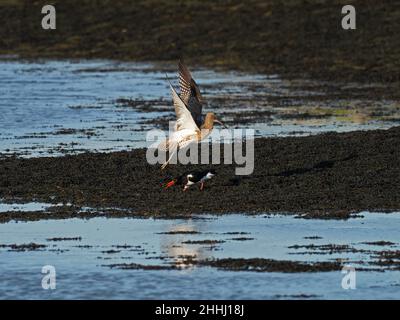 Eurasischer Curlew Numenius arquata und Eurasischer Austernfischer Haematopus ostralegus kämpfen um Futtergebiet am Rande des Mount Lake, Keyhaven Stockfoto