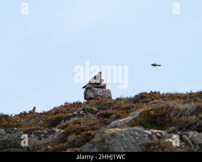 Kuckucksuck Cuculus canorus mit mobbing Meadow pipit in der Nähe auf dem Heidekraut, in der Nähe von Strathy, Caithness und Sutherland, Schottland, Großbritannien, Mai 2021 Stockfoto