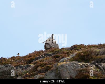 Kuckucksuck Cuculus canorus mit mobbing Meadow pipit in der Nähe auf dem Heidekraut, in der Nähe von Strathy, Caithness und Sutherland, Schottland, Großbritannien, Mai 2021 Stockfoto