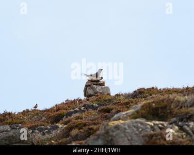 Kuckucksuck Cuculus canorus mit mobbing Meadow pipit in der Nähe auf dem Heidekraut, in der Nähe von Strathy, Caithness und Sutherland, Schottland, Großbritannien, Mai 2021 Stockfoto