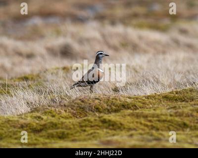 Eurasian Dotterel Charadrius morinellus Cairngorms National Park, Highland Region, Schottland, Großbritannien, Mai 2021 Stockfoto