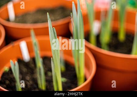 Narcissus - Daffodil holländischer Meister schießt aus dem Topf Stockfoto