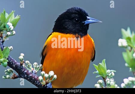 Männliche Baltimore-Oriole aus der Nähe während der Frühjahrsmigration Stockfoto