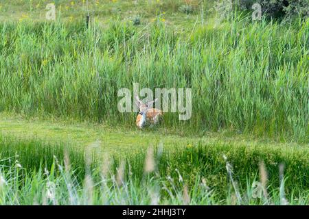 Ein männlicher Weißschwanz-Axis-Hirsch oder Schitabenbock, der in einem Grasland ruht Stockfoto