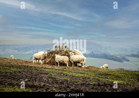 Cotswold Schafe, die Heu von einem Futterring essen Stockfoto