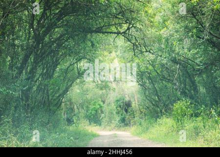 Die unbefestigte Straße, in der ländlichen Region, die einen grünen Tunnel durchquert, in der Mitte des Atlantikwaldes. Stockfoto