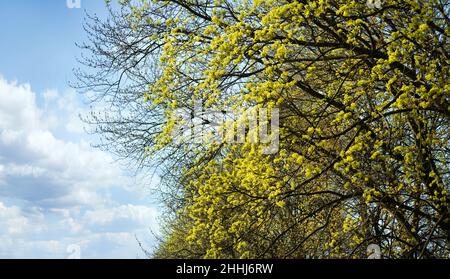 Blick auf junge Ahornblätter im frühen Frühjahr und Himmel Stockfoto