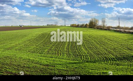 Reihen von grünem jungen Weizen, gepflanzten Weizen oder Roggen Feld und Himmel mit Wolken, Landwirtschaft Konzept Stockfoto