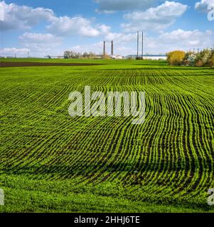 Musterreihen von grünem jungen Gras, das mit Weizen- oder Roggenfeld bepflanzt ist Stockfoto