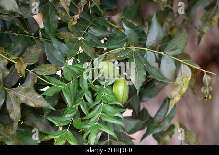Grüne Pekannüsse reifen auf Plantagen von Pekannüssen auf Zypern in der Nähe von Paphos Stockfoto