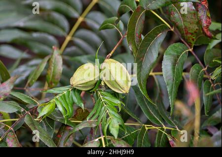 Grüne Pekannüsse reifen auf Plantagen von Pekannüssen auf Zypern in der Nähe von Paphos Stockfoto