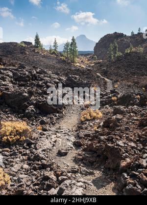 Kanarische Kiefern auf Teneriffa. Auf dem Wanderweg Red de Senderos TF18. Stockfoto