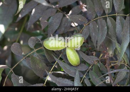 Grüne Pekannüsse reifen auf Plantagen von Pekannüssen auf Zypern in der Nähe von Paphos Stockfoto
