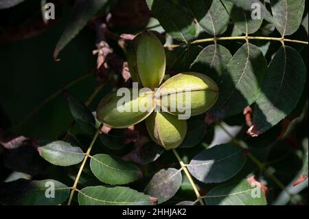 Grüne Pekannüsse reifen auf Plantagen von Pekannüssen auf Zypern in der Nähe von Paphos Stockfoto