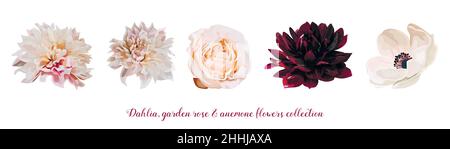 Blume Garten rosa Rose, Dahlia Anemone Designer verschiedene Blumen Pfirsich, Burgund rot Tageslicht rosa Elemente in Aquarell Set Stilsammlung Stock Vektor