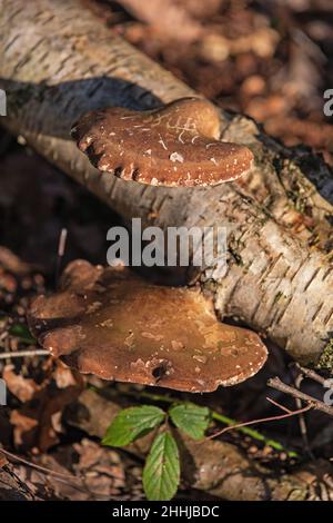 Birke-Polypore-Pilz auf Silberbirke, Crich Chase, Derbyshire Stockfoto