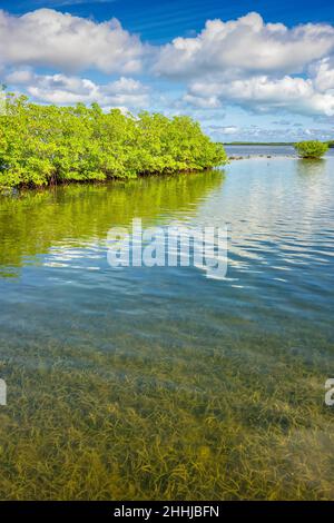 John Pennekamp Coral Reef State Park in Key Largo, Florida, USA Stockfoto