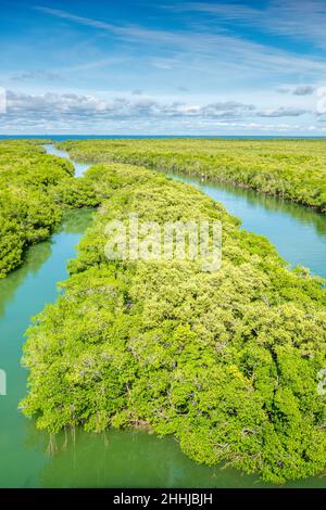 Mangrovenlebensraum in Key Largo Florida USA Stockfoto