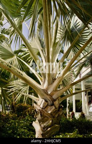 Bismarckia nobilis oder Bismark Palm treeKey West, Florida, FL USA. Südlichster Punkt auf dem Festland der USA. Urlaubsziel auf der Insel. Stockfoto