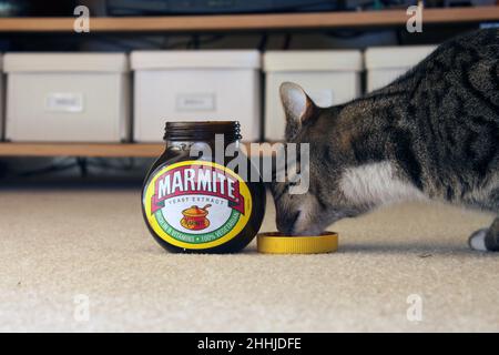 Tabby Katze essen Marmite Stockfoto