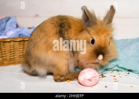 Ein lebender Osterhase sitzt neben einem rosa bemalten osterei und Korbkorb auf einem beigefarbenen Holzhintergrund. Nahaufnahme. Getöntes Bild. Osterferien CO Stockfoto