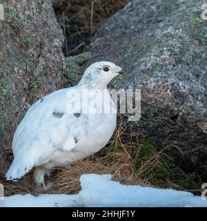 Ein Schneehuhn (Lagopus muta) in Schottland Stockfoto