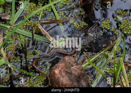 Breitbändernatter (Nerodia fasciata confluens) aus Jefferson Parish, Louisiana, USA. Stockfoto