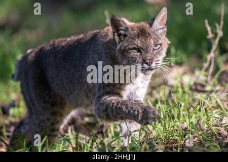 Eine wilde Bobkatze (Luchs rufus), eine alte männliche Katze, die durch ein Feld in Kalifornien, USA, läuft. Stockfoto