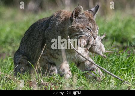 Eine wilde Bobkatze (Lynx rufus), die einen großen Gopher gefangen hat und ihn im Mund hält - aus Kalifornien, USA. Stockfoto