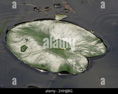 Die glänzende Oberfläche der schwimmenden Wasserlilie-Matte mit Tröpfchen bildet einen dramatischen Kontrast zur dunklen, welligen Wasseroberfläche des Teiches in Cumbria, England, Großbritannien Stockfoto