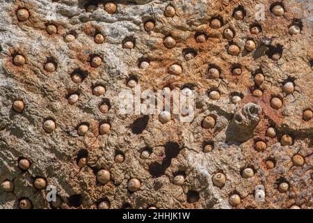 Diese Eiche dient als Kornbaum für eine Gruppe von Eichelspechten, wo sie Eicheln lagern, um sie später zu essen. Stockfoto