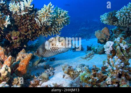 Tauchen Sie in Neoprenanzug und Tauchausrüstung, schwimmen Sie im klaren blauen Roten Meer und beobachten Sie exotische spotfin-Burrfish in Riffen Stockfoto