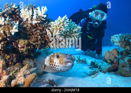 Tauchen Sie in Neoprenanzug und Tauchausrüstung, schwimmen Sie im klaren blauen Roten Meer und beobachten Sie exotische spotfin-Burrfish in Riffen Stockfoto