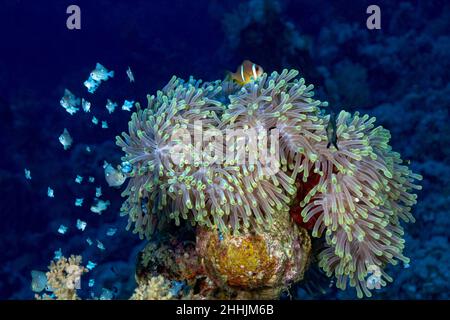 Exotische Clownfische, die in der Nähe von Meeresräubertieren, Seeanemonen im blauen Wasser des Roten Meeres schwimmen Stockfoto