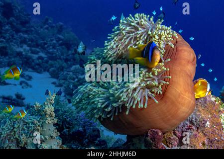 Exotische Clownfische, die in der Nähe von Meeresräubertieren, Seeanemonen im blauen Wasser des Roten Meeres schwimmen Stockfoto