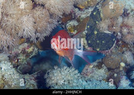 Von oben der orangefarbene Blotcheye Soldaterfisch mit den Flossen, die neben den steinigen Korallenriffen im klaren Wasser des Roten Meeres schwimmen Stockfoto