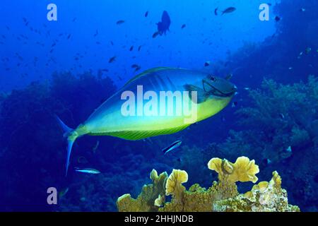 Einzelner Naso hexacanthus-Fisch, der neben den Korallen und verschiedenen Pflanzen im klaren blauen Wasser des roten Meeres mit der Schule der Fische schwimmt Stockfoto