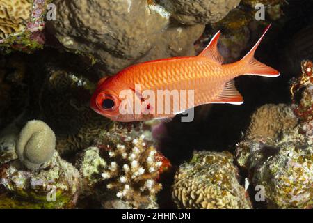 Von oben der orangefarbene Blotcheye Soldaterfisch mit den Flossen, die neben den steinigen Korallenriffen im klaren Wasser des Roten Meeres schwimmen Stockfoto