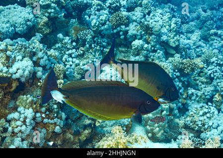 Tropischer Naso hexacanthus-Fisch mit dunklen Körpern, die in der Nähe rauer Korallenriffe im klaren, transparenten Wasser des Roten Meeres zusammenschwimmen Stockfoto