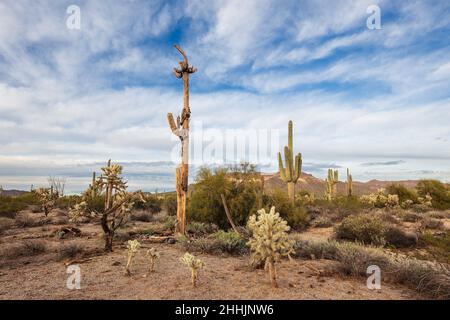 Landschaftlich reizvolle Landschaft der Sonora-Wüste mit Saguaro Cactus im Usery Mountain Park in Mesa, Arizona Stockfoto