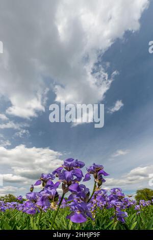 Iris germanica ist die häufigste Gartenart von Bärlauch. Es ist eine ausdauernde bulbous Pflanze, die als invasiv aufgrund seiner Leichtigkeit der pro wird Stockfoto