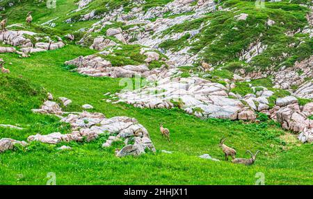 Blick auf die Gruppe der Steinböcke in den Bergen von Arlberg in Österreich Stockfoto